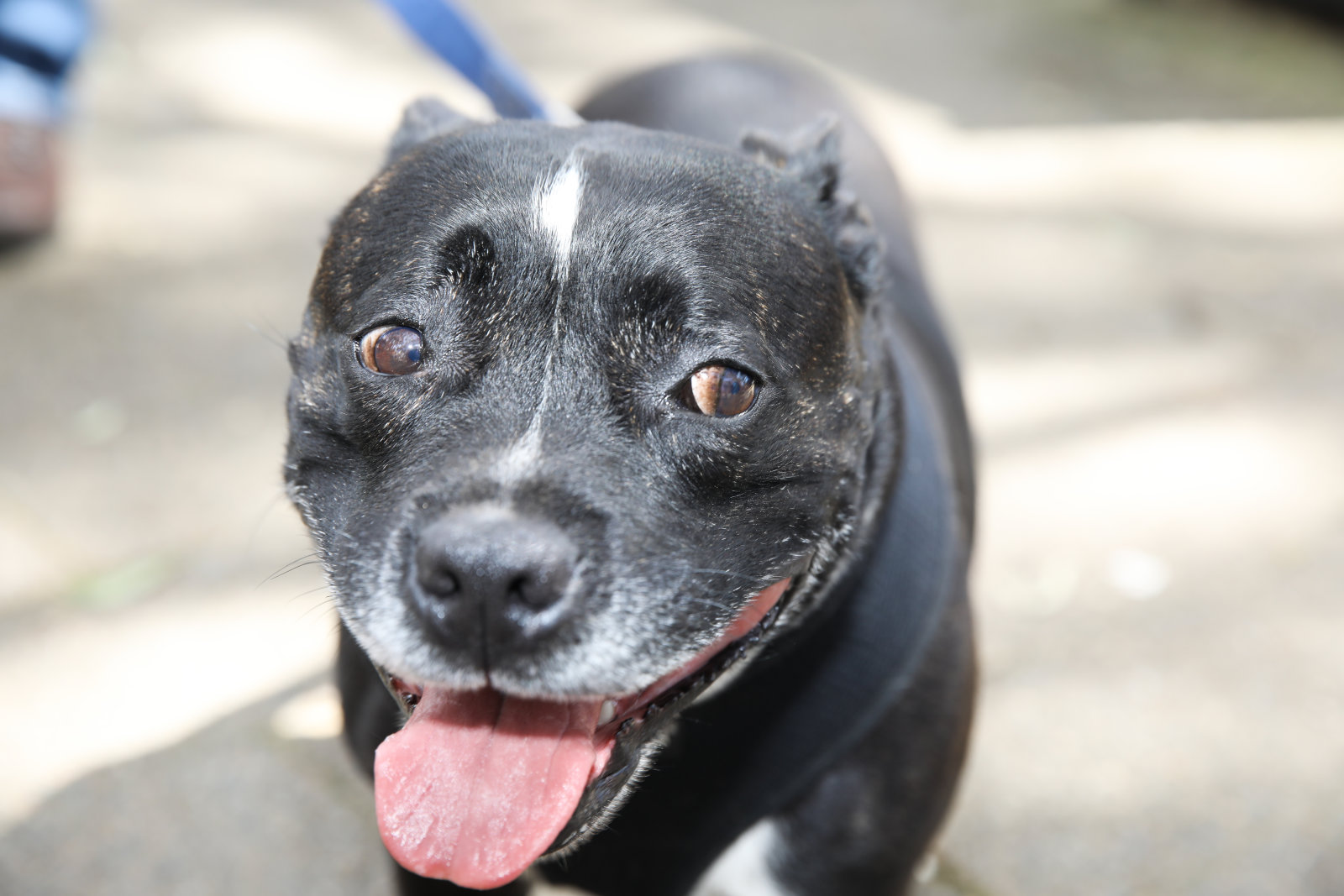 Image description: A black dog panting.