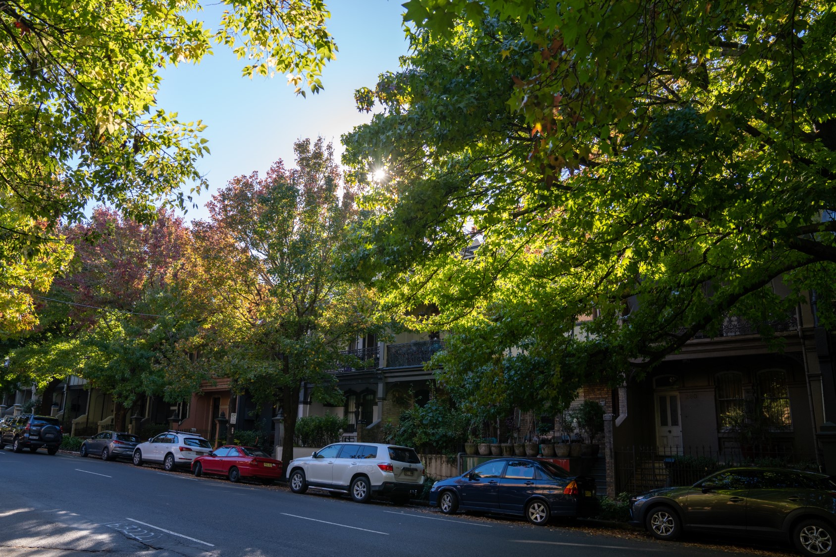 Growing an urban canopy. Photo: Abril Felman / City of Sydney