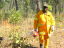 Aboriginal wearing a cap, sunglasses and bright yellow safety clothing - jacket, long pants, and gloves - walking through bush in the NT, holding a device to light fires. Small fire in background.
