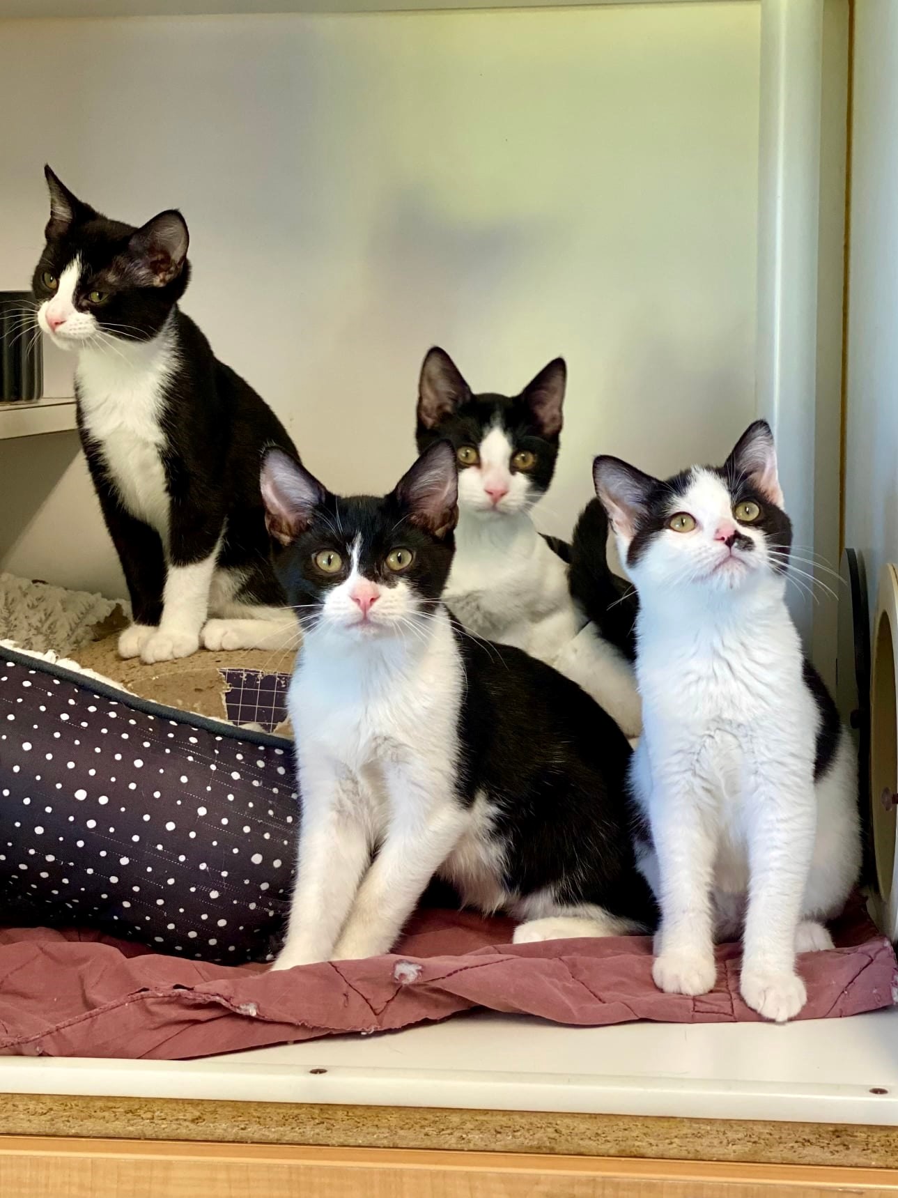 There are over 150 cats and kittens currently in our shelter that need a home. 