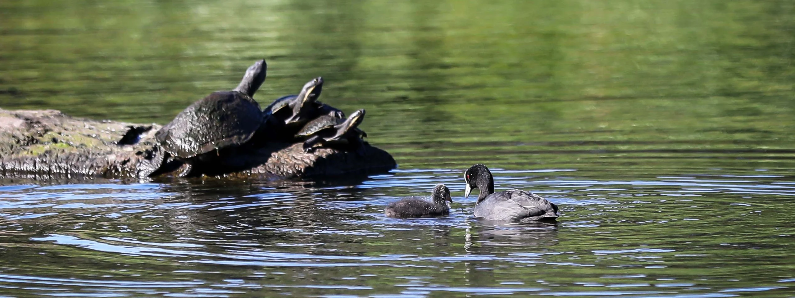 Celebrate World Wildlife Day with a stroll around Sydney Park's vibrant wetlands