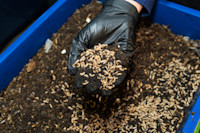 Larvae transforms food scraps into fertiliser. Image: Nick Langley / City of Sydney