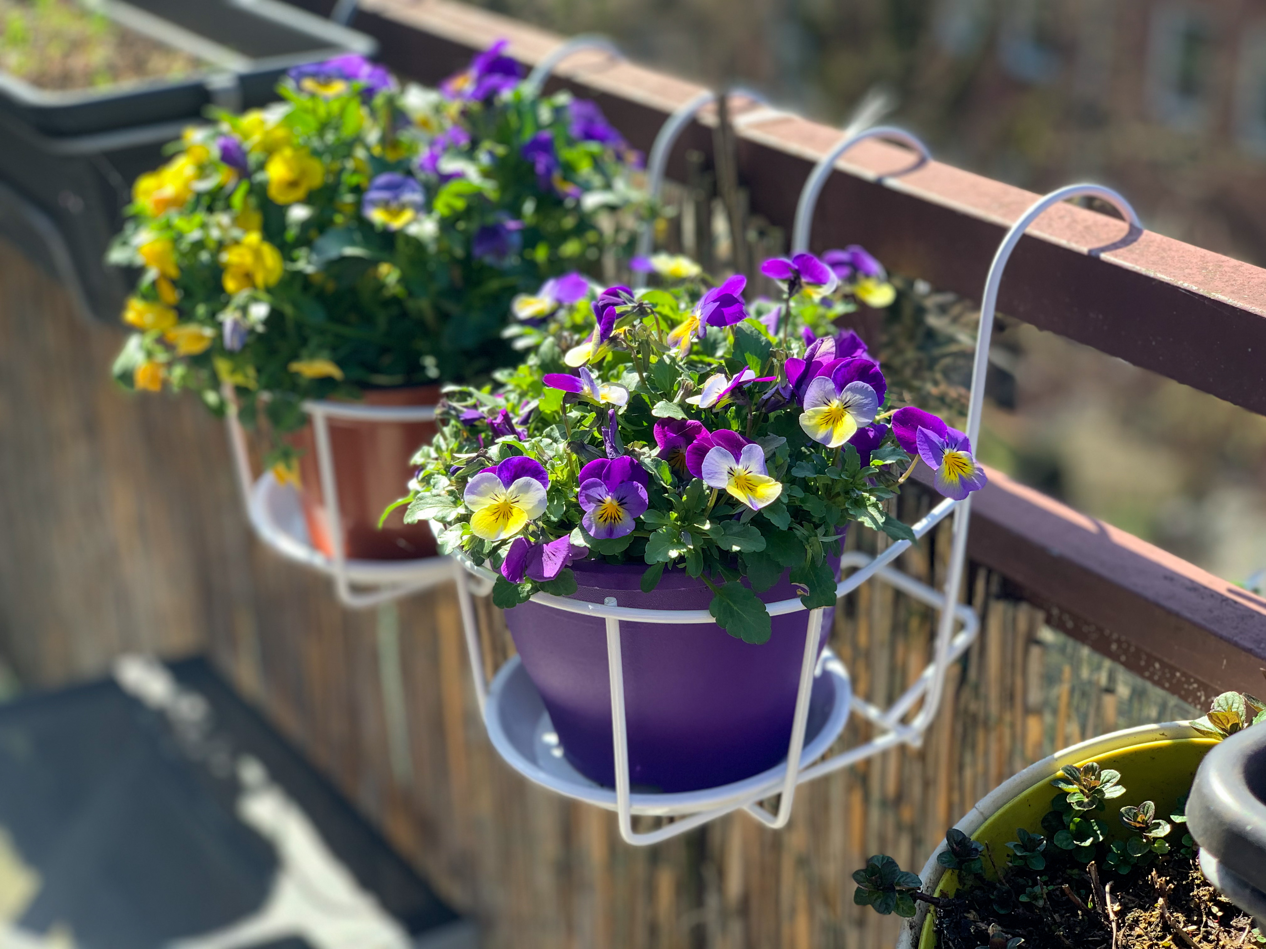 Viola flowers