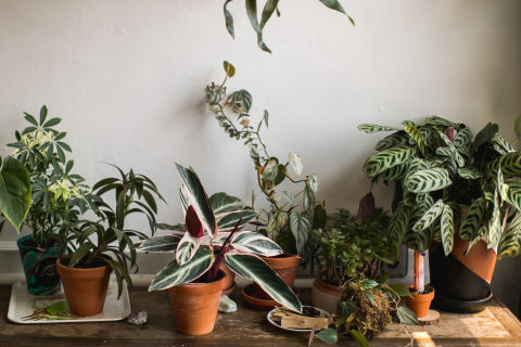 Houseplants make perfect, zero-waste gifts. Like love, they’re long-lasting and with proper care they’ll continue to grow.