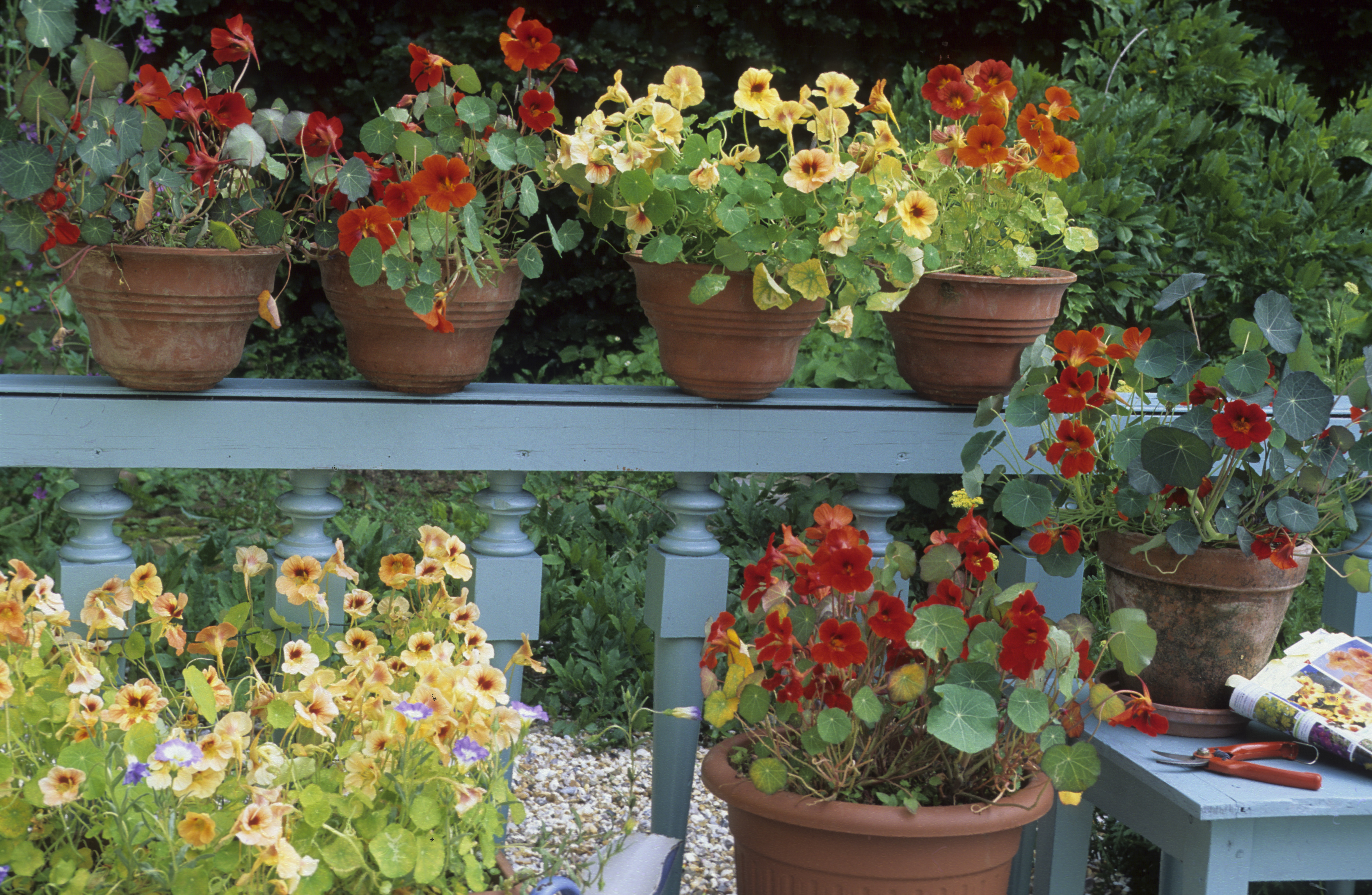 Nasturtium flowers