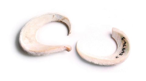 Bara, or fish-hooks, made from turban shell. Image: Paul Ovenden, Australian Museum