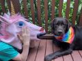 A person wearing a pink unicorn mask lies next to a brown dog with a rainbow bandana on a wooden deck with leafy greenery in the background.