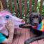A person wearing a pink unicorn mask lies next to a brown dog with a rainbow bandana on a wooden deck with leafy greenery in the background.
