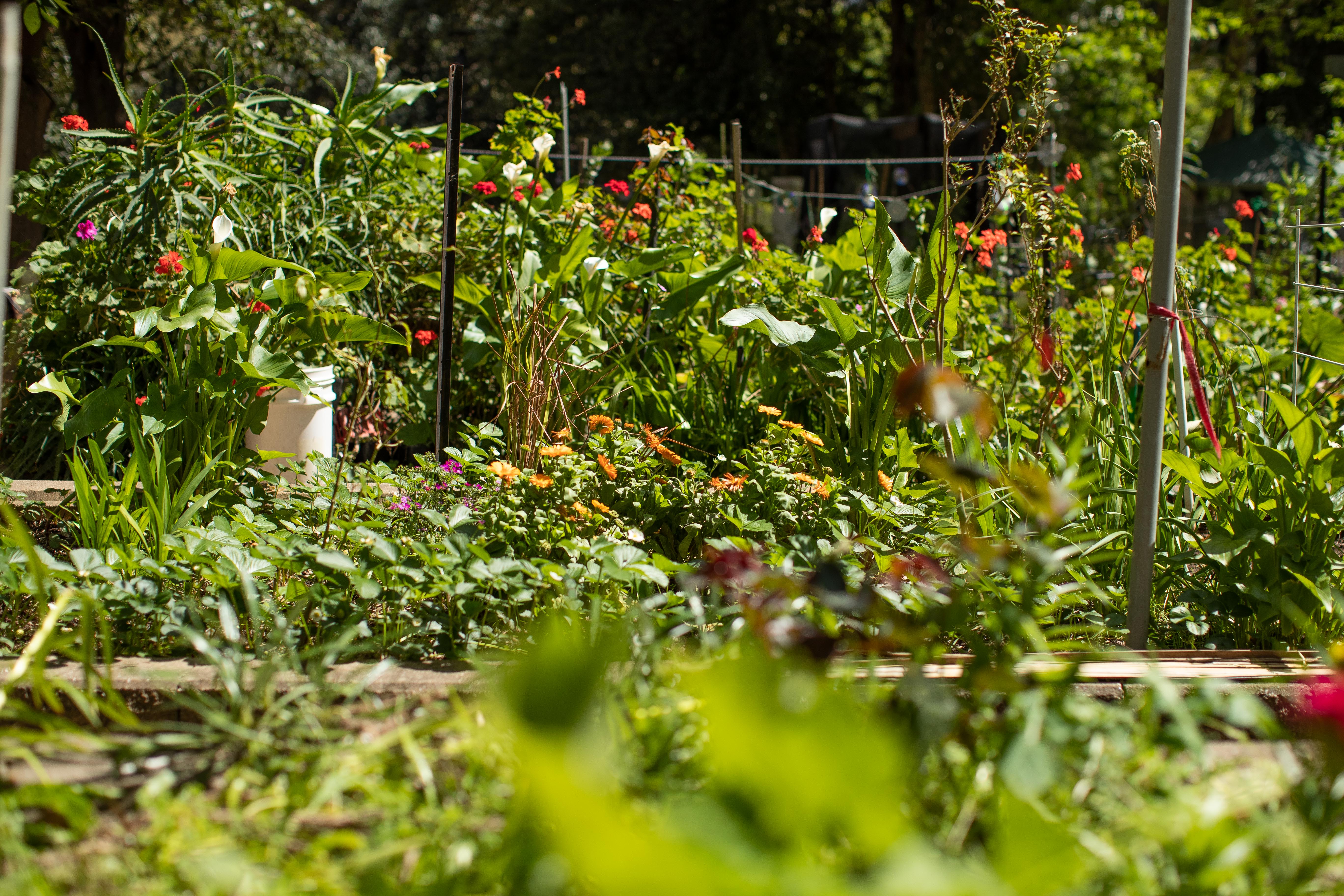 Bountiful and beautiful. The Solander Garden is one of 3 in the Waterloo estate. Credit: Mark Metcalfe