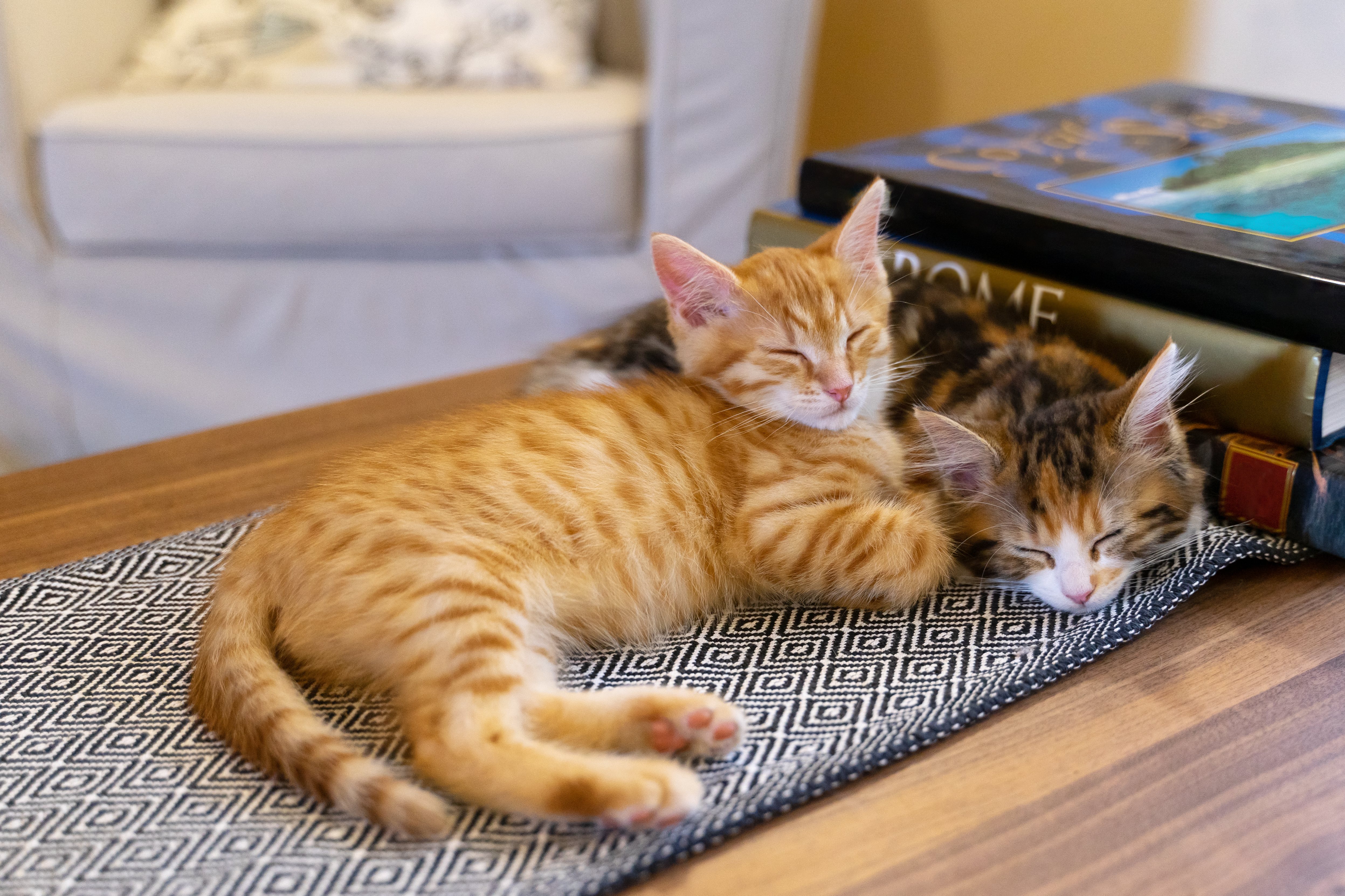 Cutie pies. Image: Getty 