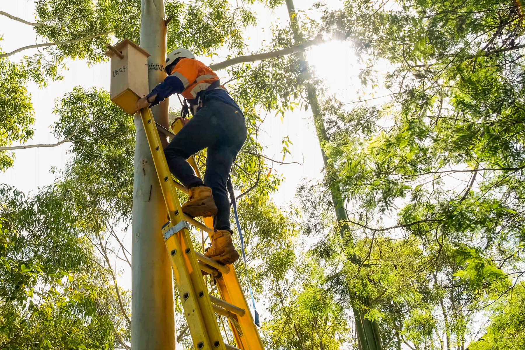 The City of Sydney has installed more than 100 nesting boxes for local wildlife.