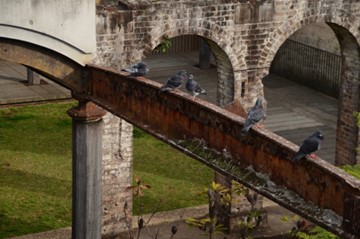 Pigeons at Paddington Reservoir Gardens. Photo: Getty 