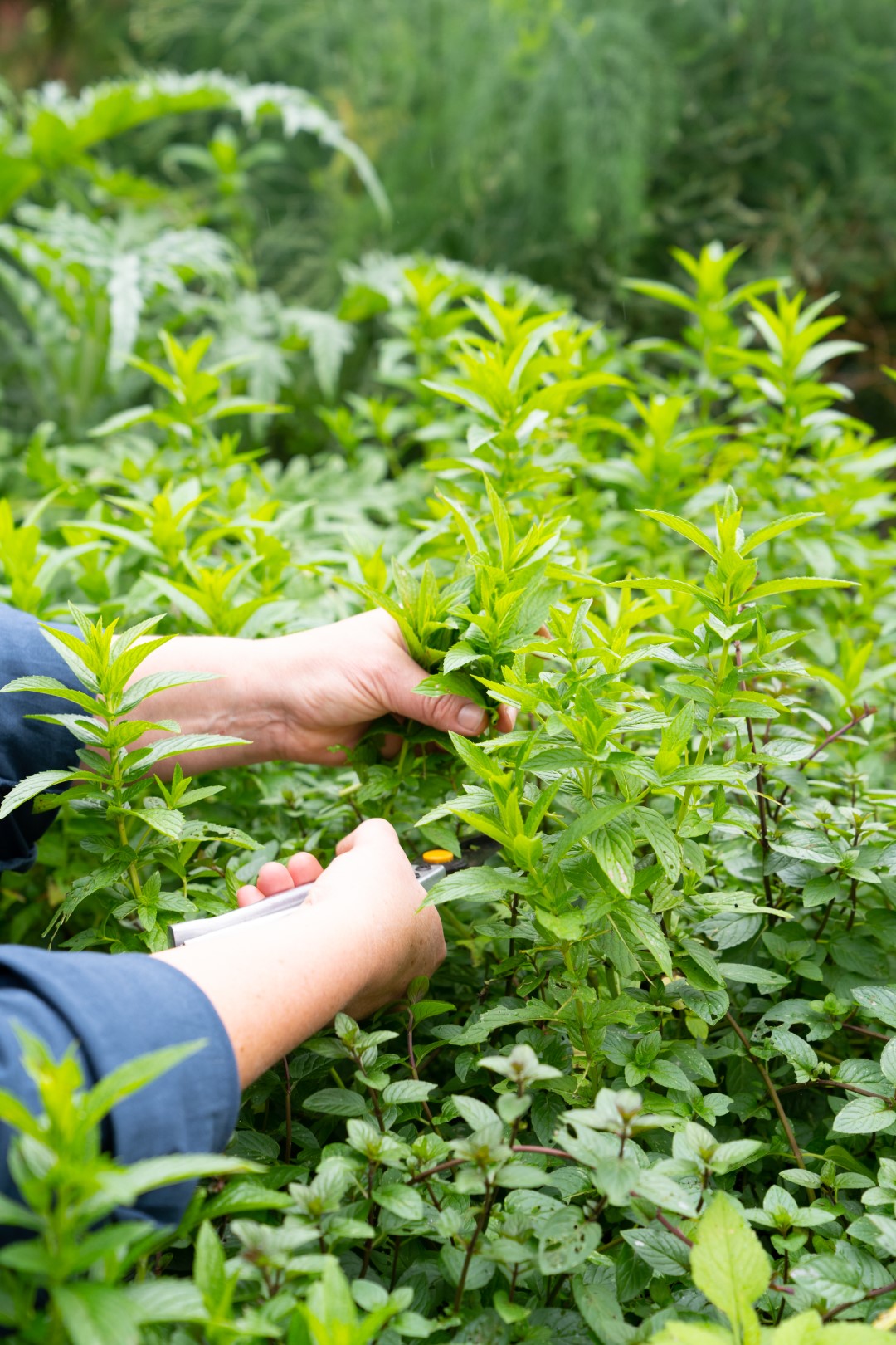 Mint growing at Sydney City Farm. Photo: Abril Felman / City of Sydney