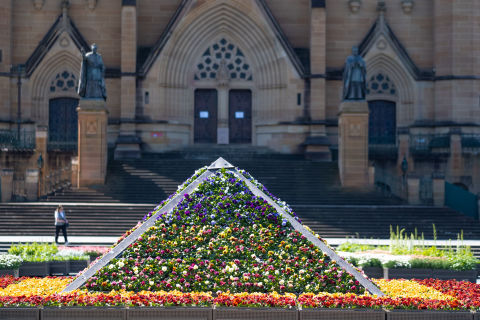 Flowers blooming in Spring at Cathedral Square, Sydney. Photo: Chris Southwood / City of Sydney
