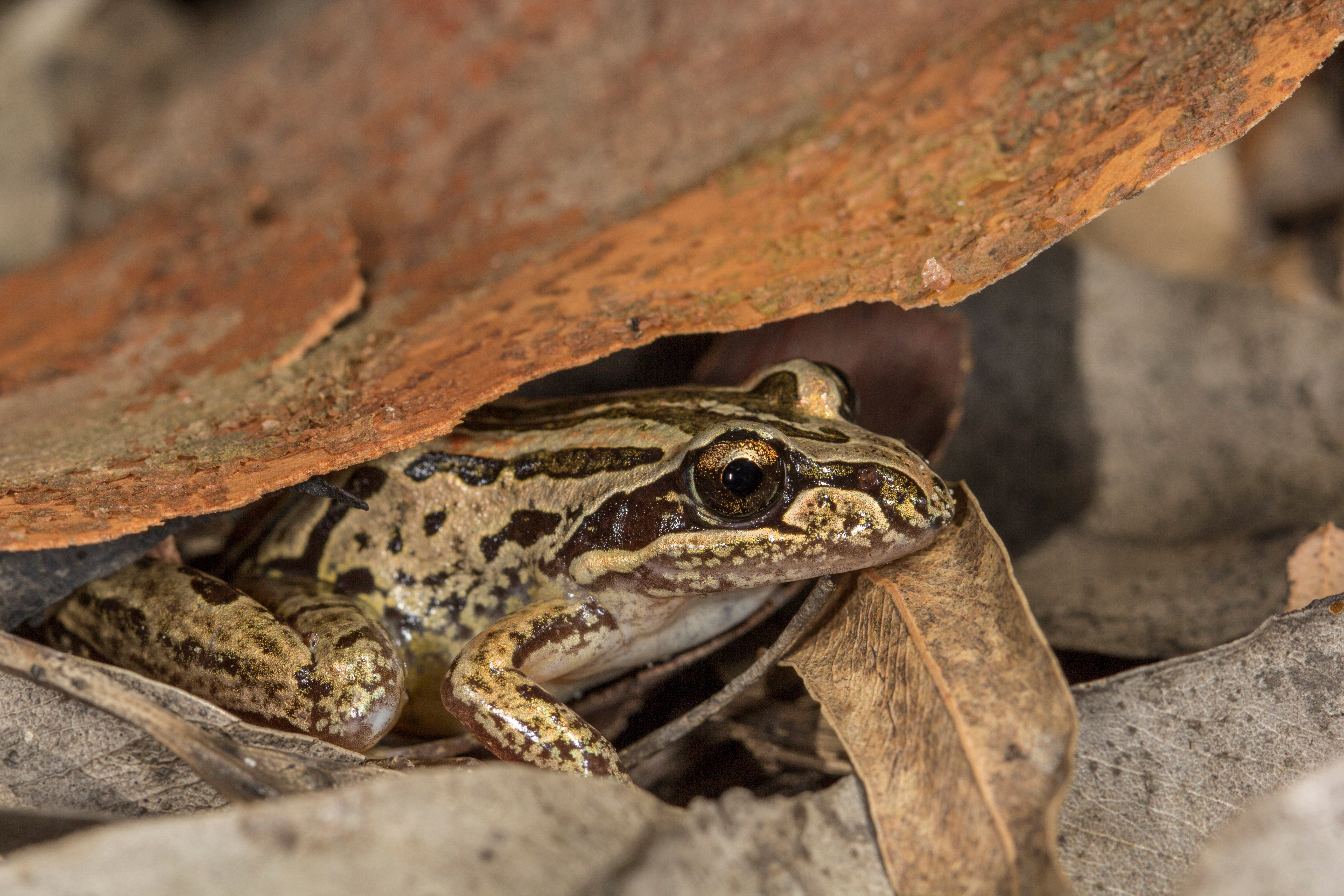 Striped marsh frog