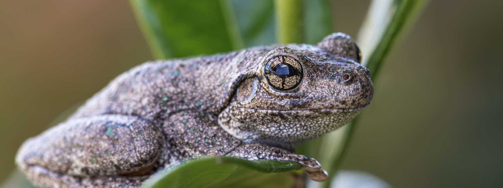 Survey frog habitats and listen out for their calls.