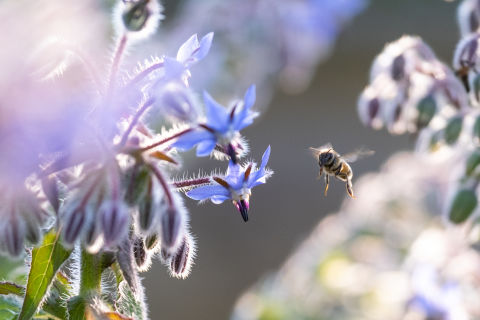 Honey bees love borage plants