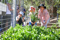 Pick up a free tree on Saturday 28 March. Image: Katherine Griffiths / City of Sydney
