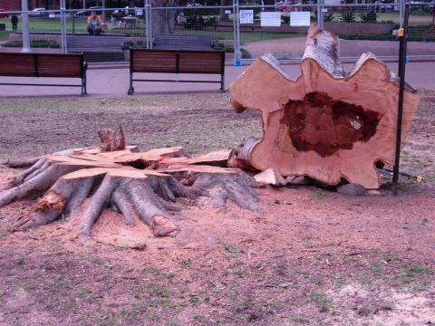 Signs of decay inside a tree removed from Hyde Park. Image: City of Sydney