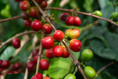 Ugandan coffee beans. Photo: Bailey Chappel / Kua
