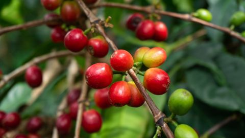 Ugandan coffee beans. Photo: Bailey Chappel / Kua
