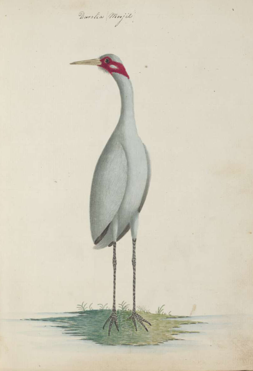 John Hunter, Duralia / Moojil {Brolga (Grus rubicundus)}, no.5 in his Birds & flowers of New South Wales, (1788-1790). Credit: National Library of Australia