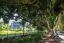 Fig trees along Joynton Avenue and Mary O'Brien Reserve in Zetland. Photo: Katherine Griffiths / City of Sydney