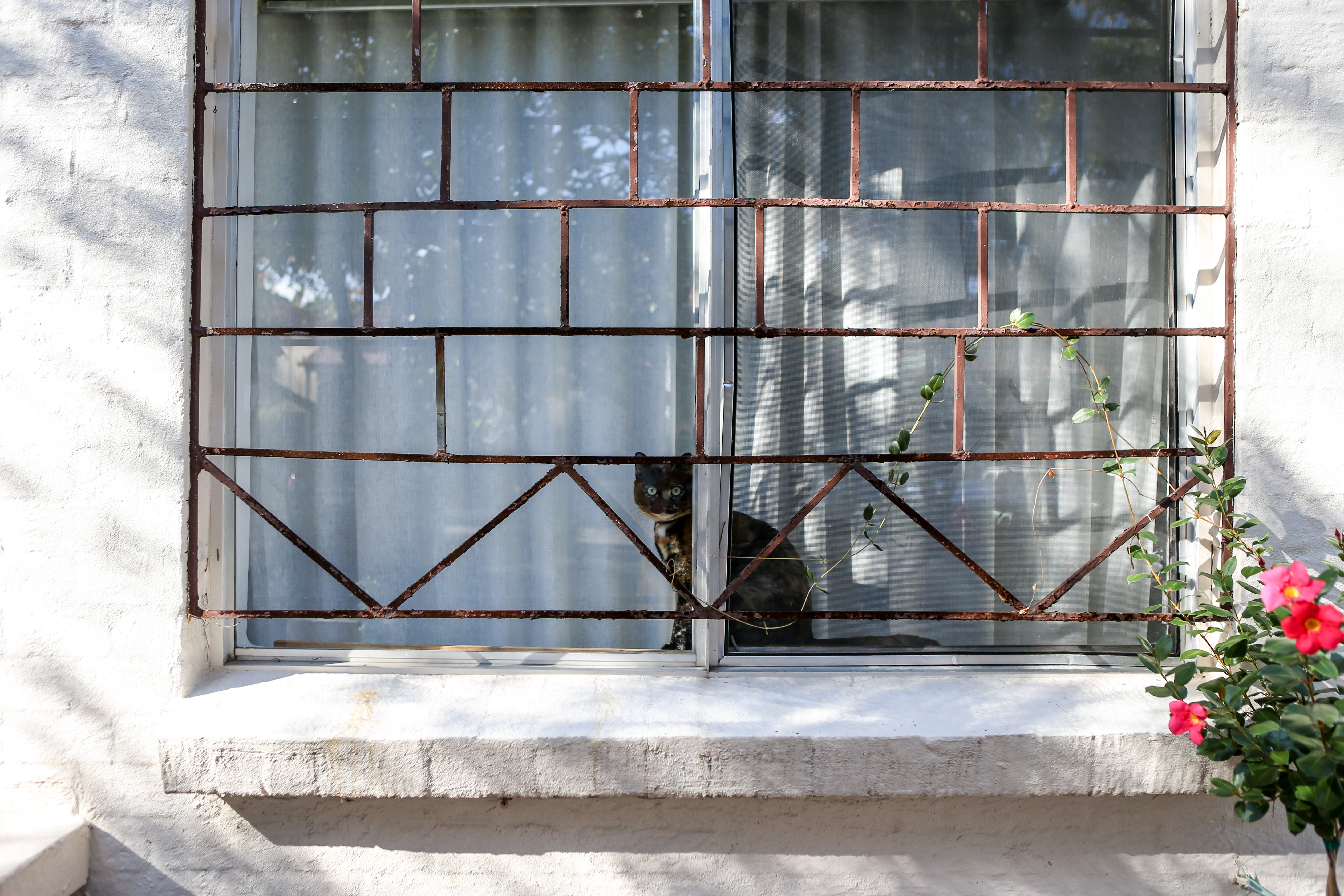 A cat in Erskineville. Photo: Katherine Griffiths