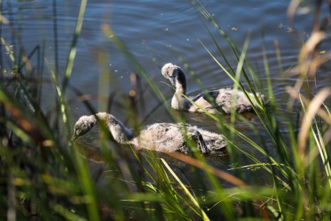 Proud to call home: the Sydney Park wetlands have been a breeding ground for swans in the last few years