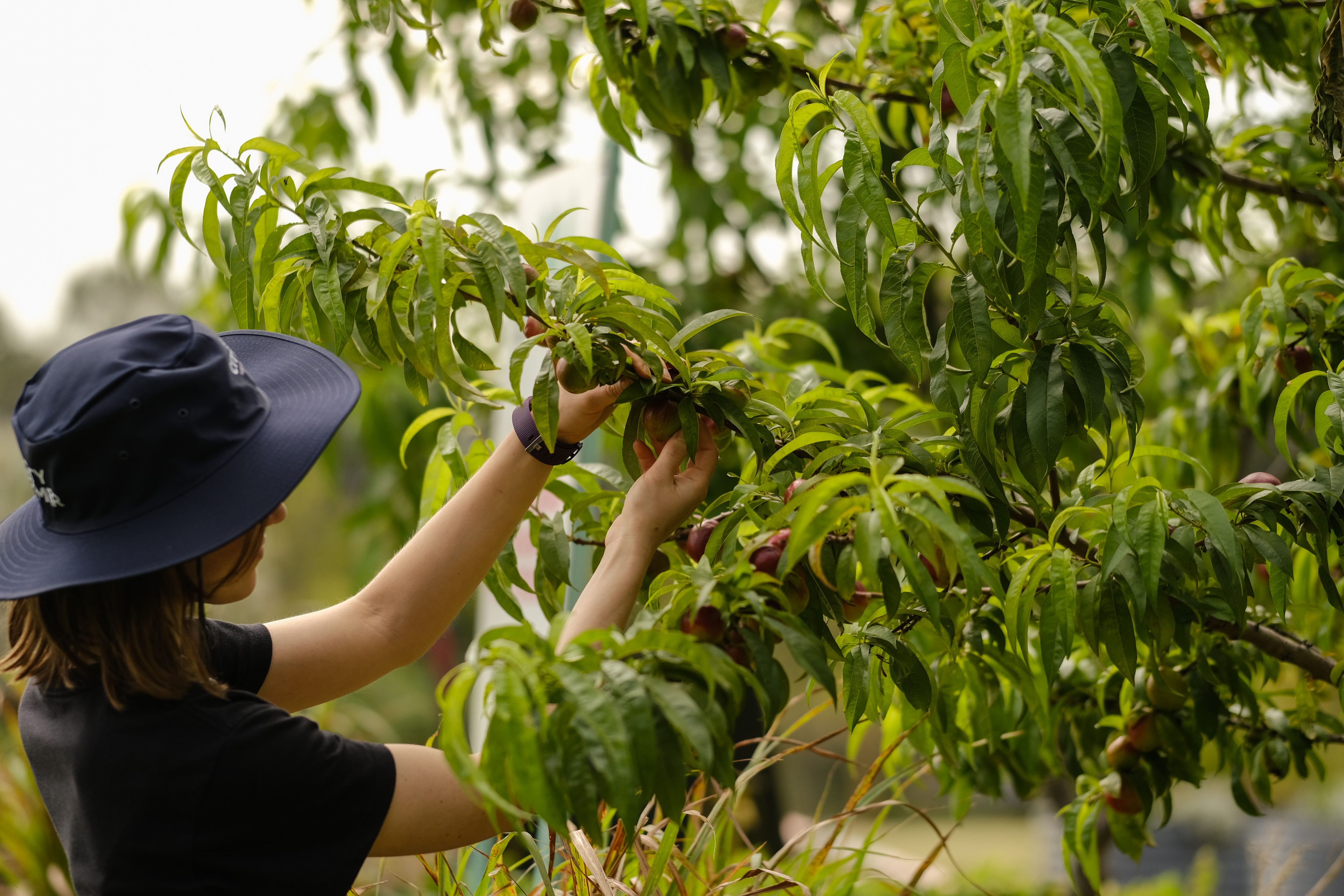 A new orchard space is being created, along with a plant nursery. Photo credit: Chris Southwood / City of Sydney