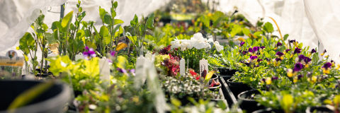 Blooms and seedlings in the nursery. Photo: Chris Southwood, City of Sydney.