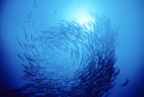 Hear how we can all contribute to the health of our oceans at Raising the Bar. Credit: Getty Images