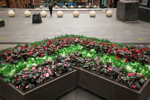 A pop of colour in Martin Place