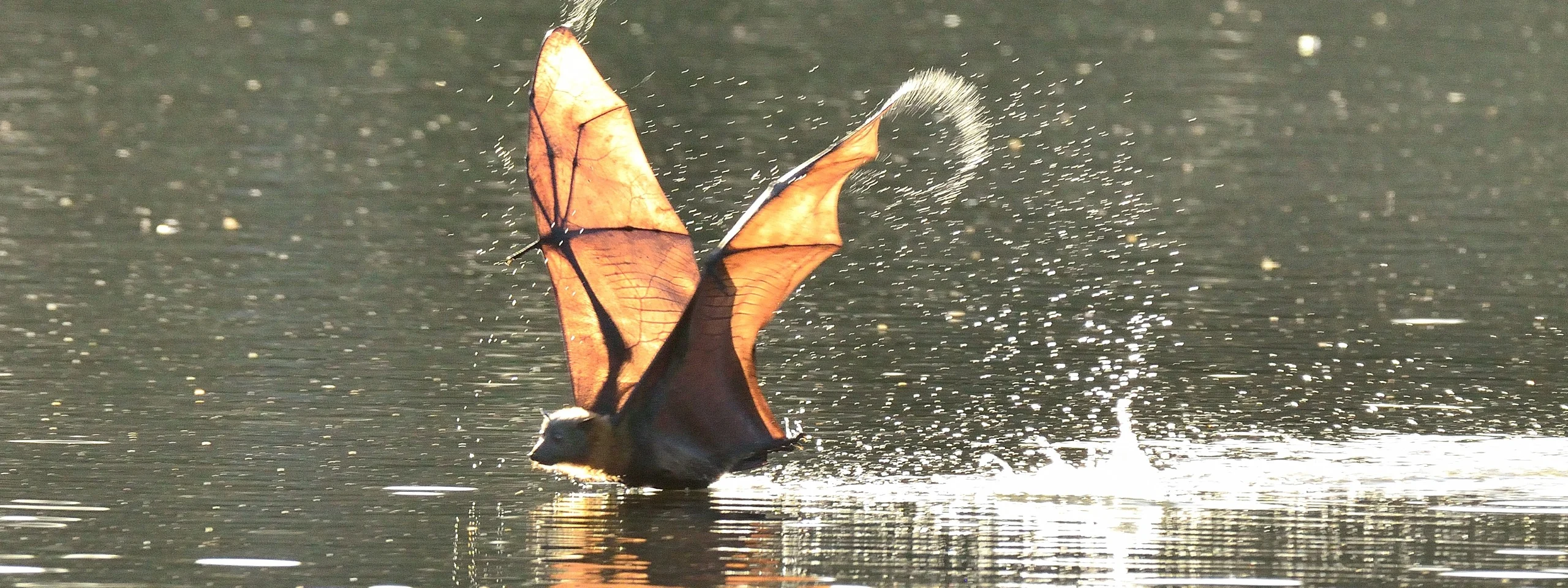 The Great Bat Count at Centennial Park