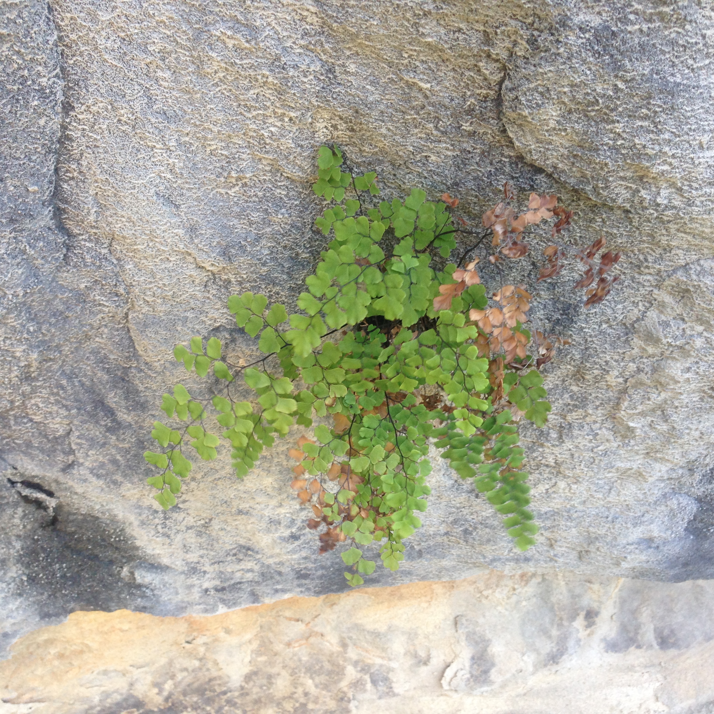 Maidenhair fern, Adiantum sp.