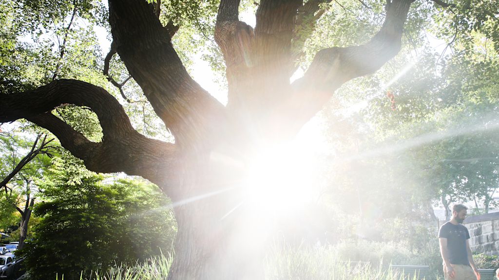 Tree in Womerah Ave, Darlinghurst. Photo: Renee Nowytarger / City of Sydney
