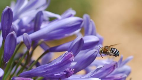 Blue banded bee, Amegilla sp.