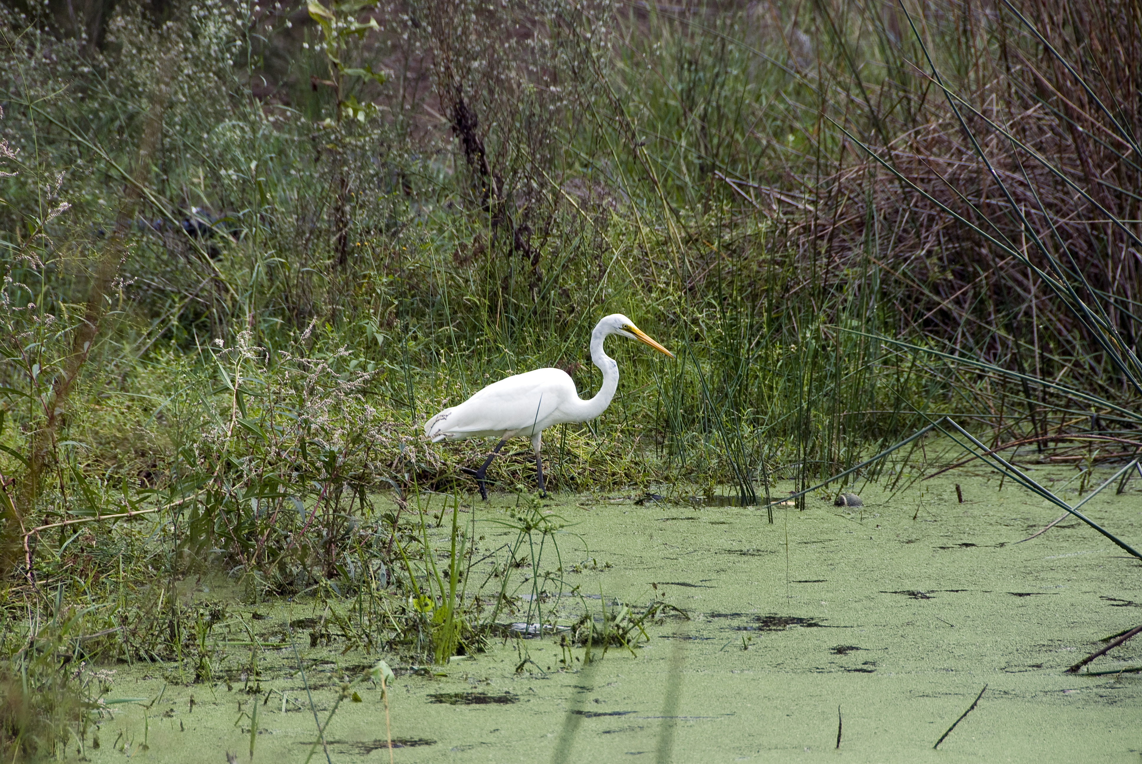 An egret in Sydney Park's wetlands.