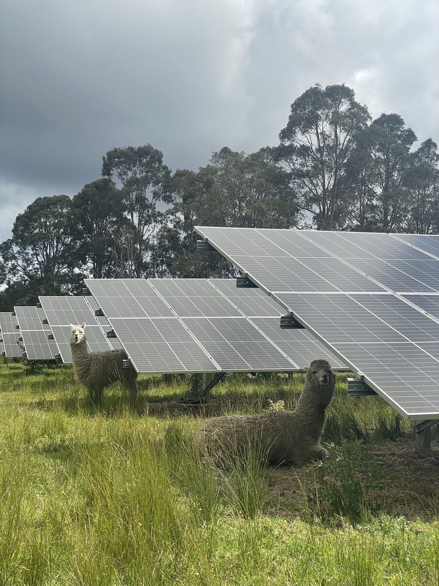 Woolly lawnmowers and guard alpacas - KillerWatt and TerrorWatt – at Shoalhaven Community Solar Farm. Photo supplied by Flow Power