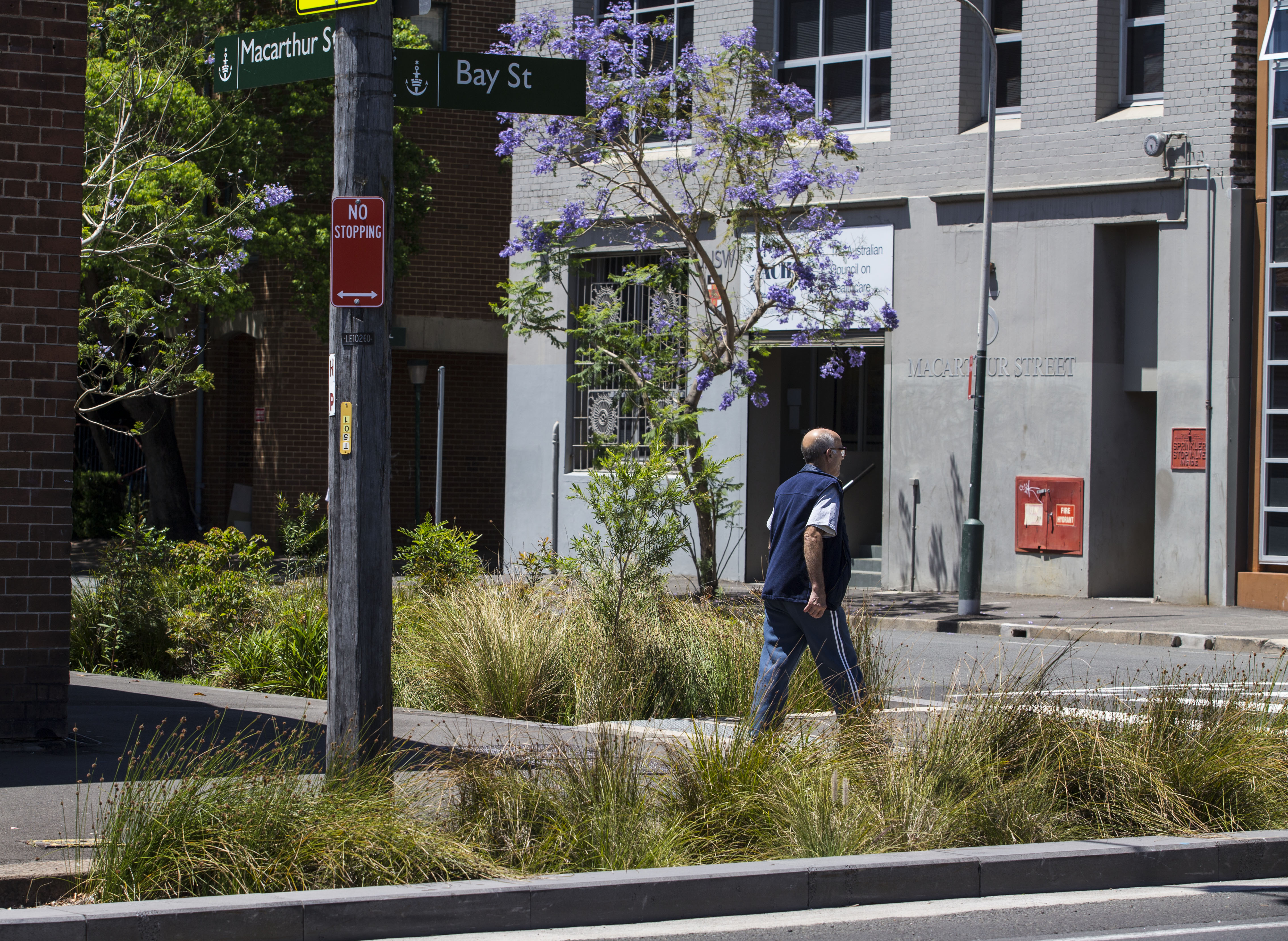 A raingarden on the corner of Macarthur and Bay St