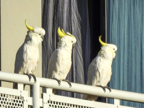 Three sulphur crested cockatoos perched on the balcony railing of a residential apartment in Woolloomooloo Bay, Sydney. Photo: Getty