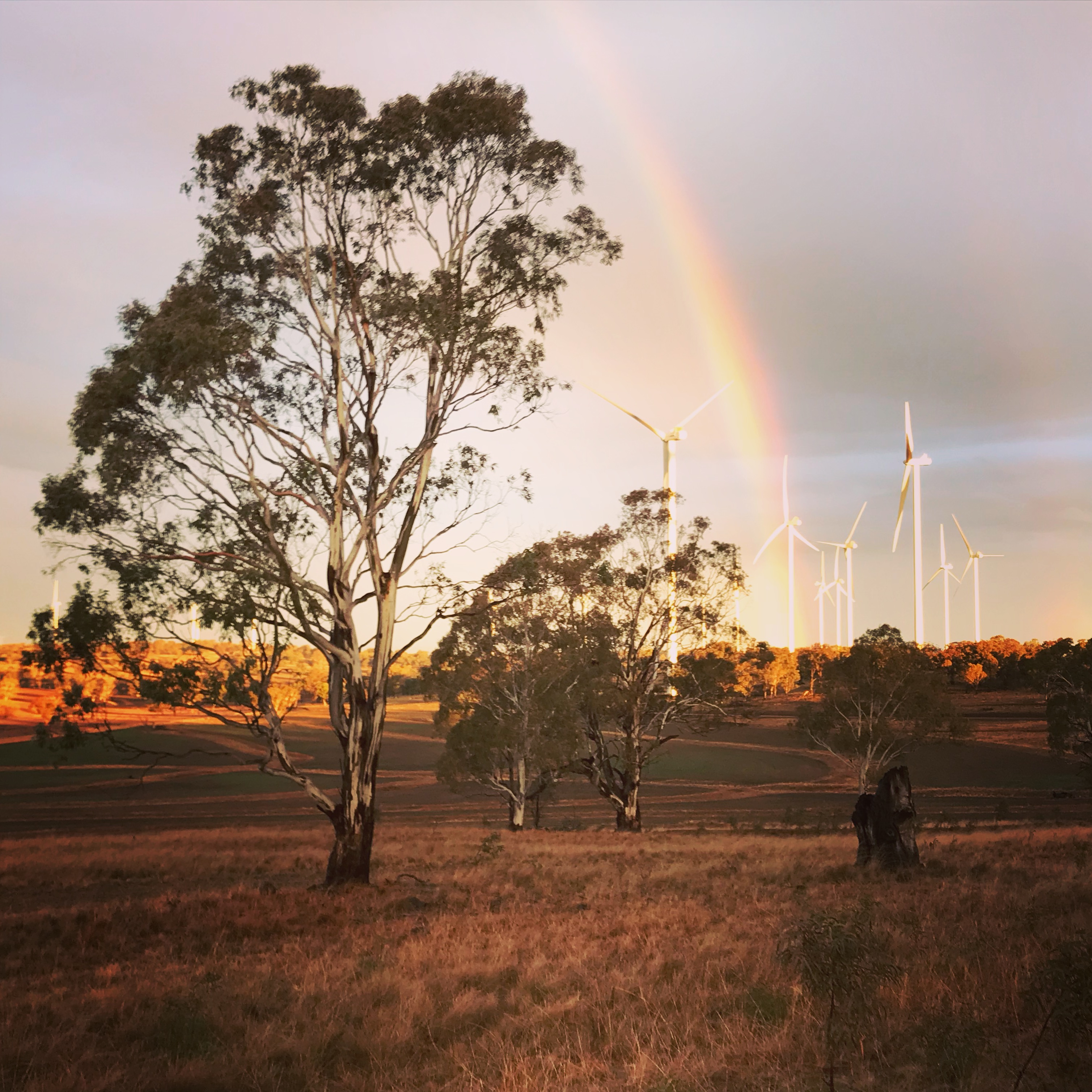 Sapphire Wind Farm in New England, NSW’s largest windfarm. Image: Sapphire Wind Farm