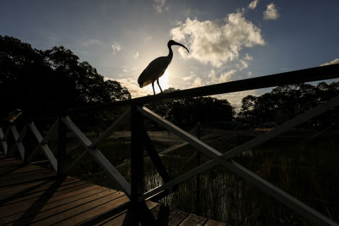 The majestic ibis at Victoria Park, Sydney. Photo: Katherine Griffiths