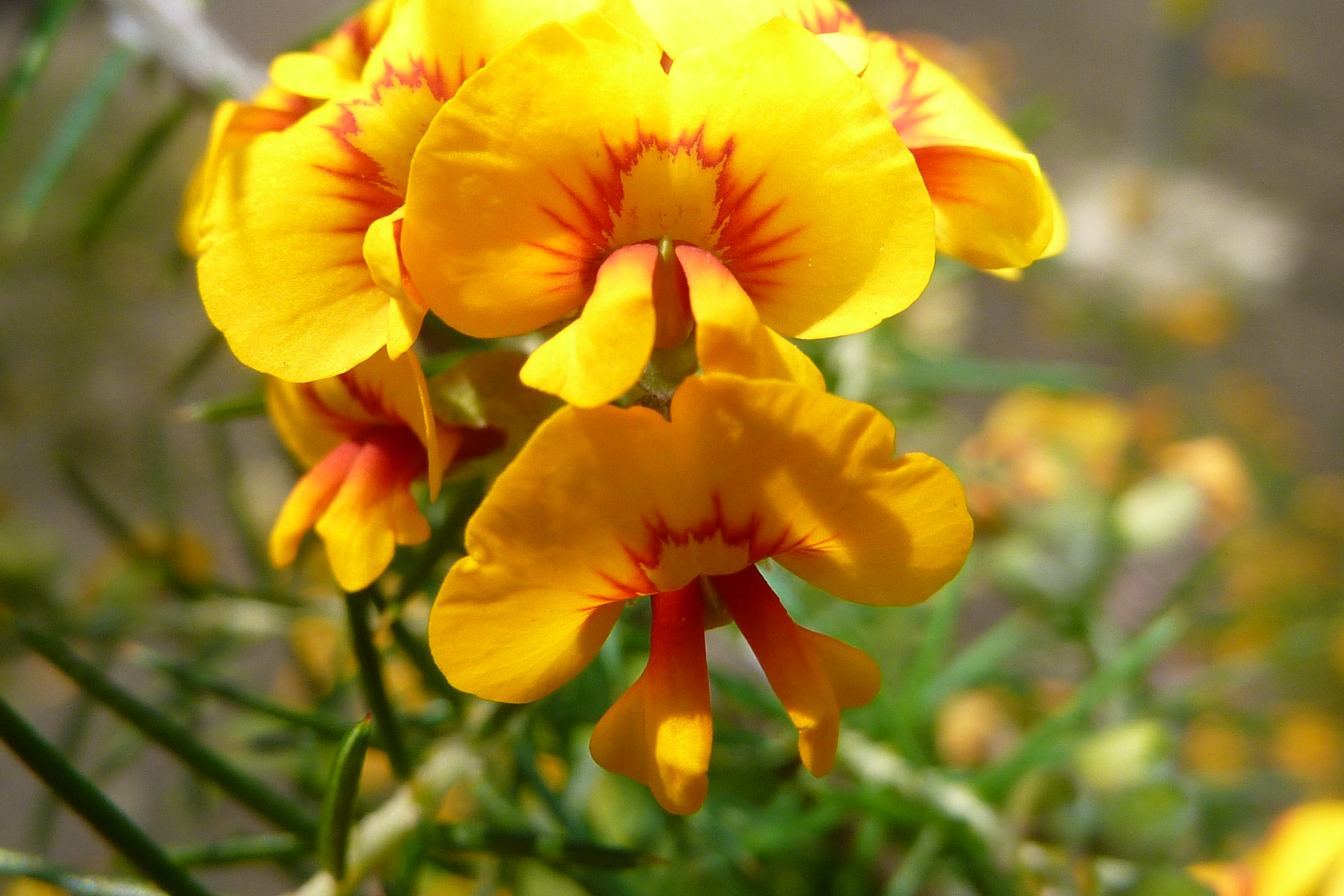 Eggs and bacon plant, Dillwynia sp.