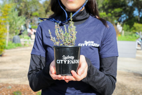 Sydney City Farm runs regular programs to help get your herb garden growing