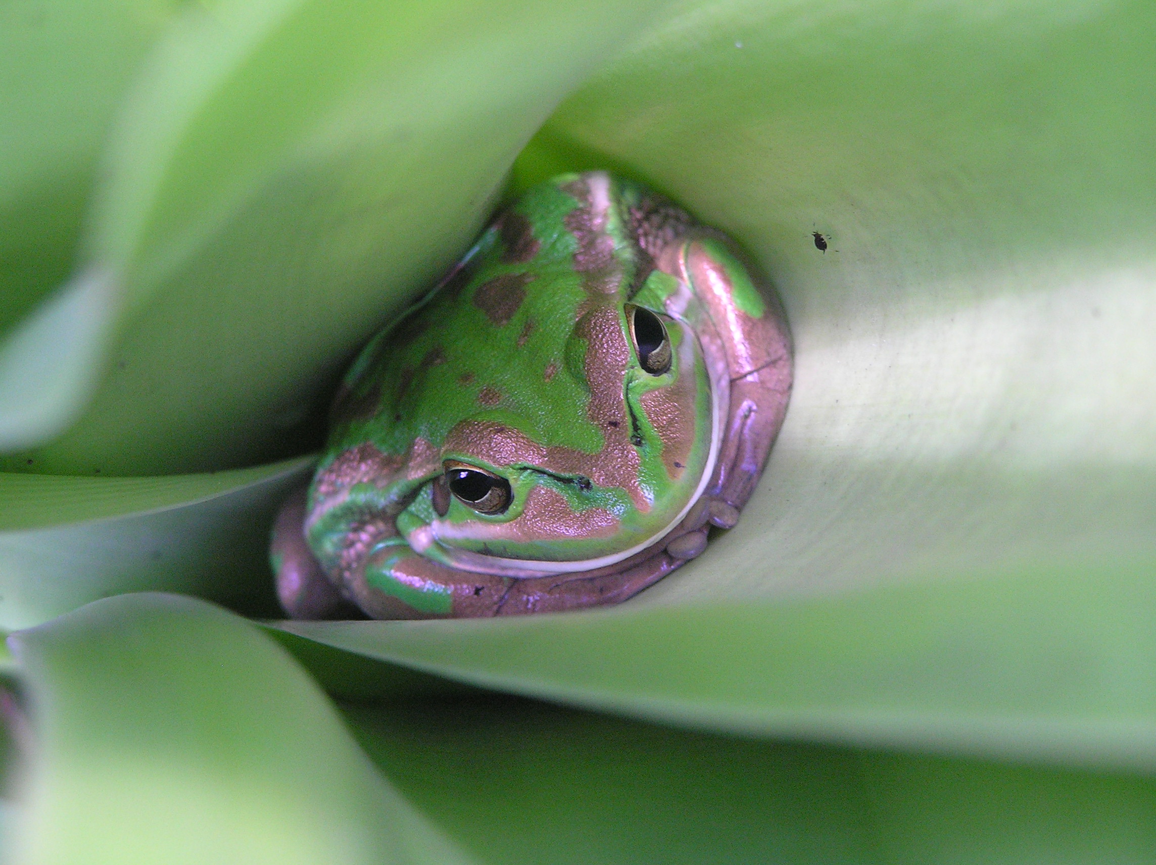 Green and golden bell frog, Ranoidea aurea