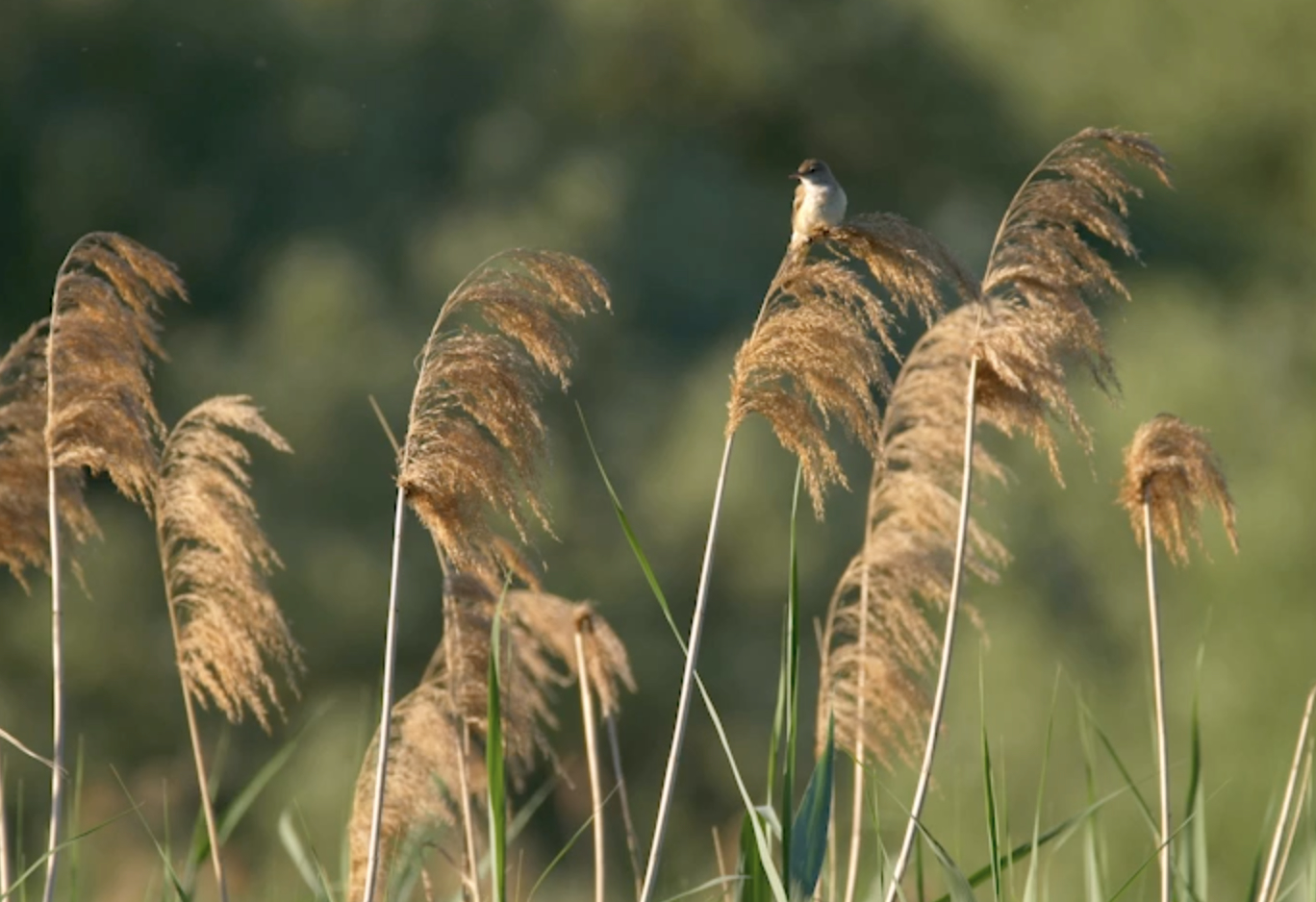 Great reed warbler (Acrocephalus arundinaceus) singing