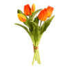 Tulpen-Traum