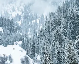 Pile de bois dans un paysage enneigé du Val Surses
