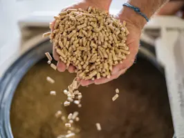 Hand gefüllt mit Holzpellets